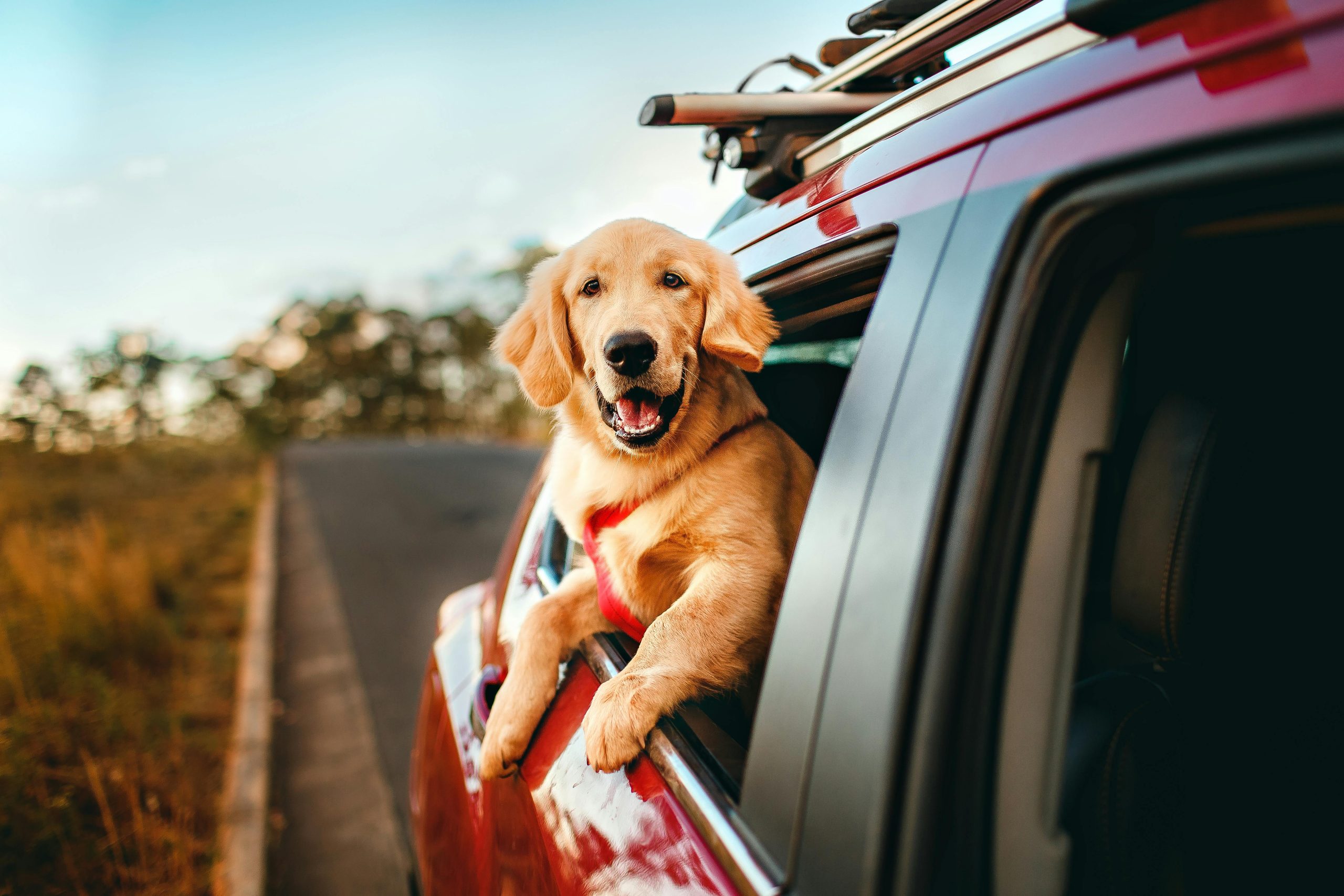 How to Make Summer Day Trips Easy and Enjoyable for You and Your Dog